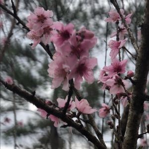 Meet your Posher, Ann